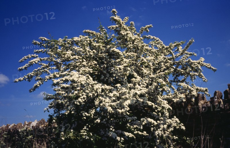 Tree, Single, Common Hawthorn tree in full white blossom during the month of May. Crataegus Monogyna. England Worcestershire Worchester. Photo : Bryan Pickering
