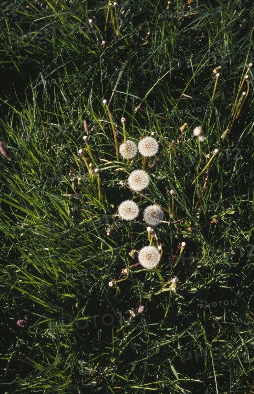 Plant, Dandelion, Taraxacum officinale. At seed stage.. Photo : Bryan Pickering