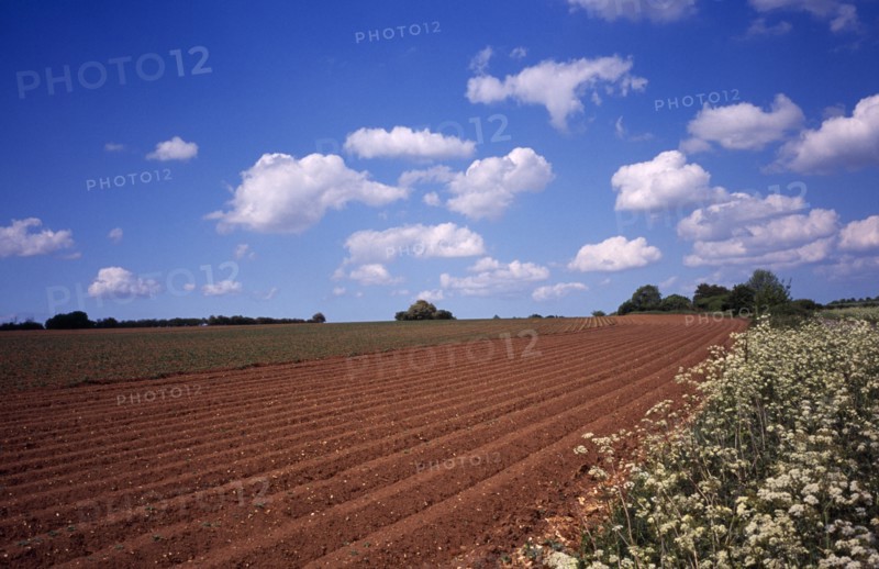 Agriculture, Crops, Newly prepared Potato field in Norfolk England. Photo : Bryan Pickering