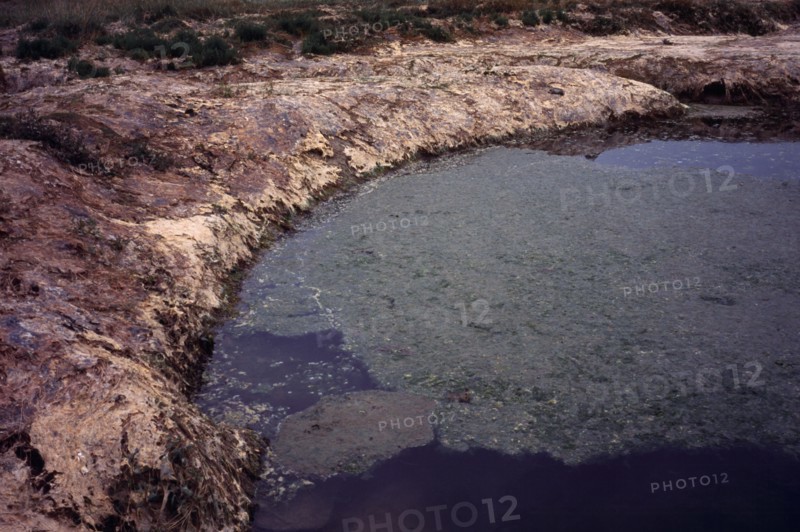 France, Brittany, Plants, Green Algae. Sea Lettuce. Ulva Lactuca. Washed up by sea tide and dries to a tan skin like cover stifling shoreplants. It is toxic giving off Hydrogen Sulphide Gas H20. Photo : Bryan Pickering
