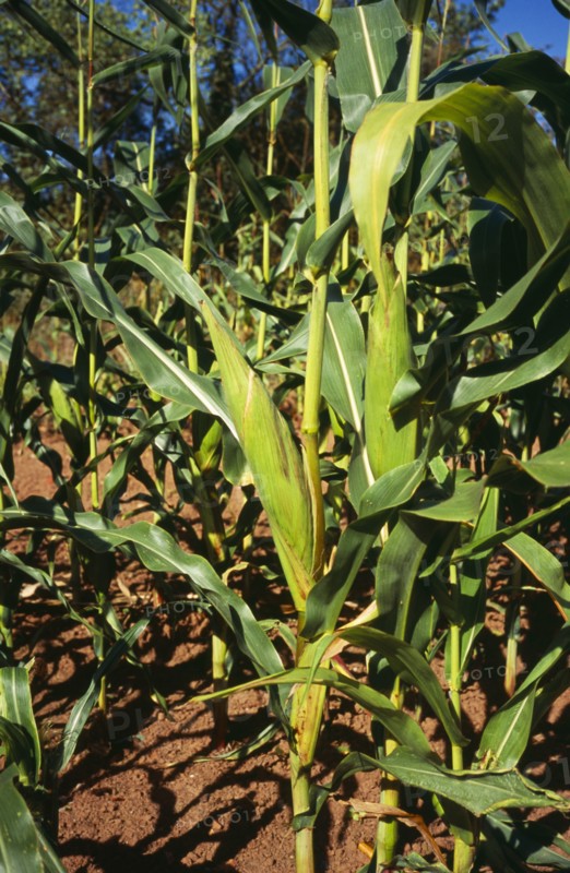 Agriculture, Crop, Close up of Maize plant. Cob enclosed with green sheath. England Worcestershire.. Photo : Bryan Pickering
