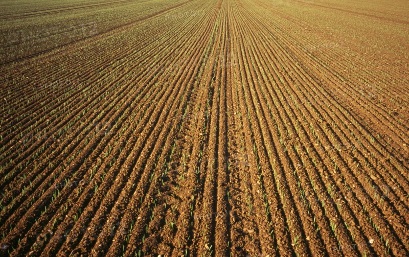 Agriculture, Wheat, Early green shots of winter wheat. England Norfolkshire Norfolk. Photo : Bryan Pickering