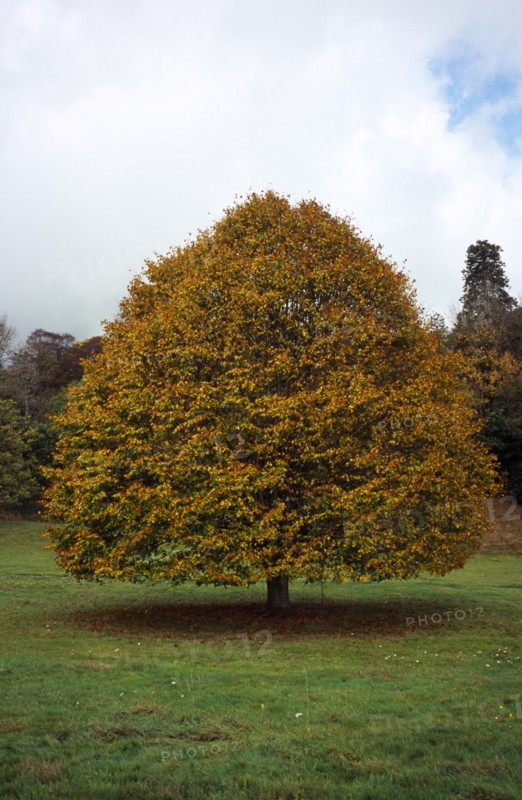 Tree, Single, Small leaved Lime Tree in autumn foliage. Tilia Platyphyllos. Wales Gwent Monmouth. Photo : Bryan Pickering