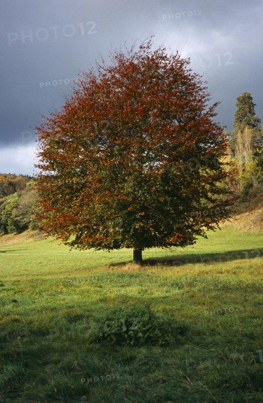 Tree, Single, Common Beech Tree in autumn foliage. Fagus Sylvatica. Wales Gwent Monmouth. Photo : Bryan Pickering