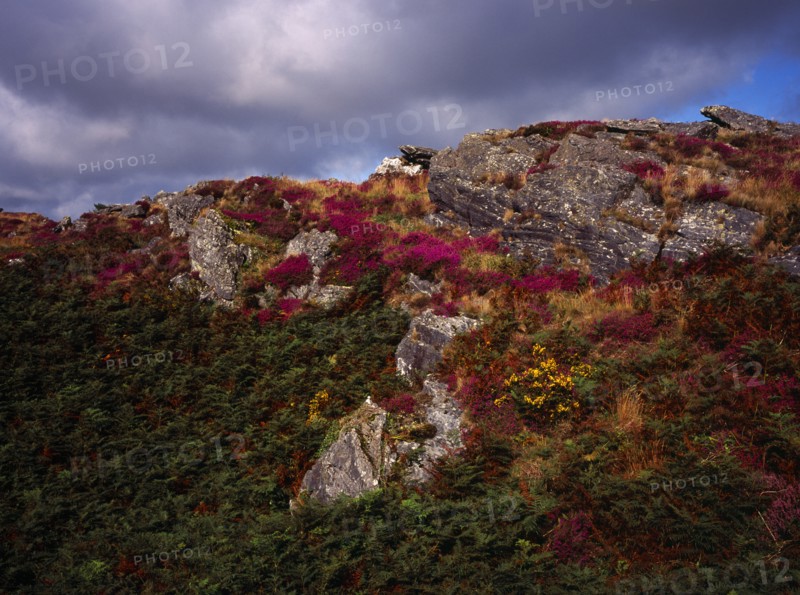 France, Bretagne, Cotes d Armor, Monts d Arree. Rocky outcrop with bracken bell heather and gorse. Photo : Bryan Pickering