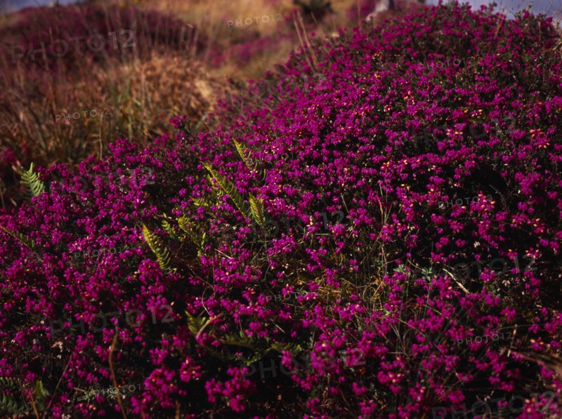 France, Bretagne, Cotes d Armor, Monts d Arree. Close shot of Bell heather Erica cinerea.. Photo : Bryan Pickering