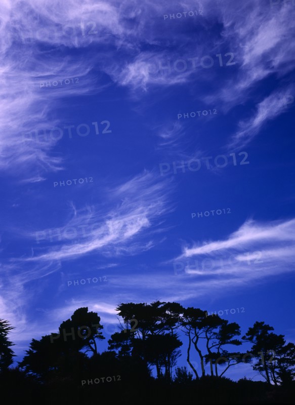 France, Bretagne, Pine trees on skyline silhouetted against sky with high thin cirrus clouds in low light. Photo : Bryan Pickering