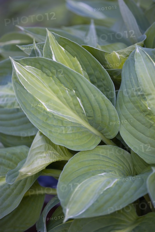 Hosta 'Striptease'