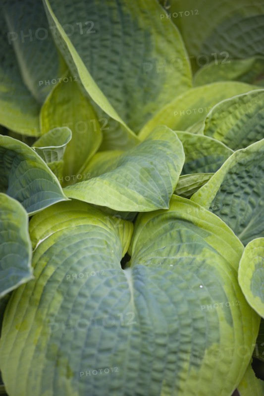 Hosta