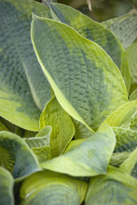 Hosta