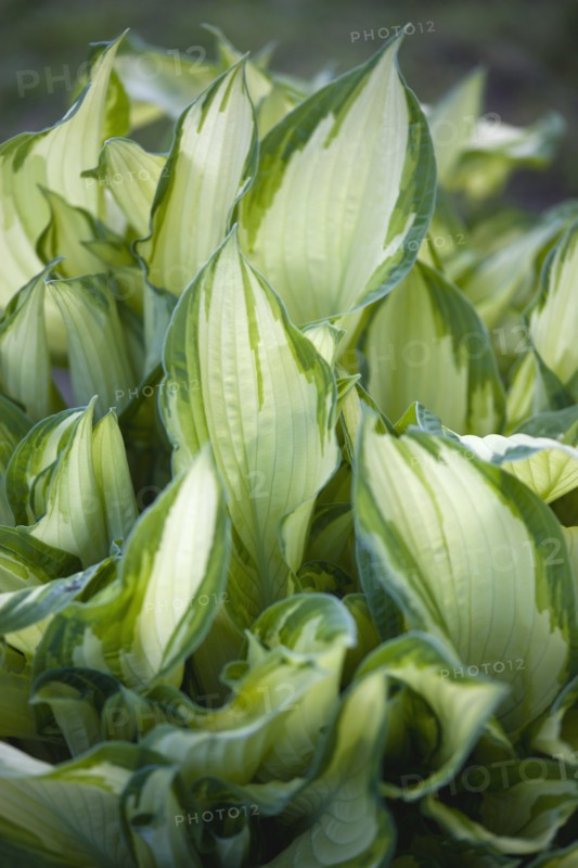 Hosta