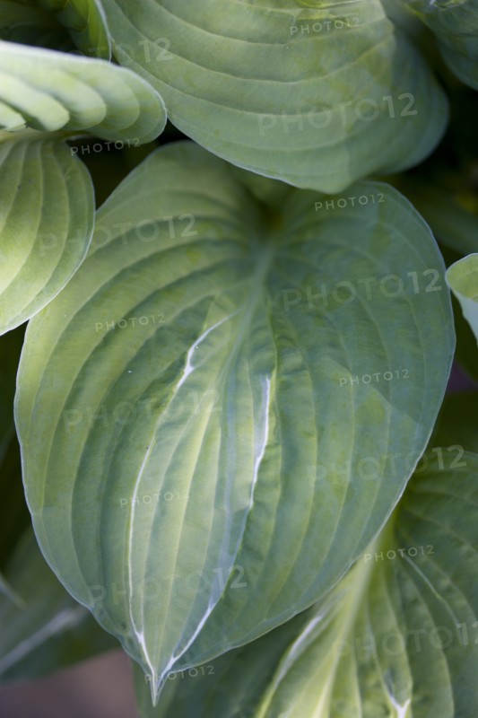 Hosta 'Striptease'