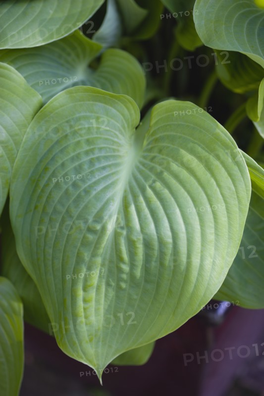 Hosta 'Sum And Substance', Plantain lily
