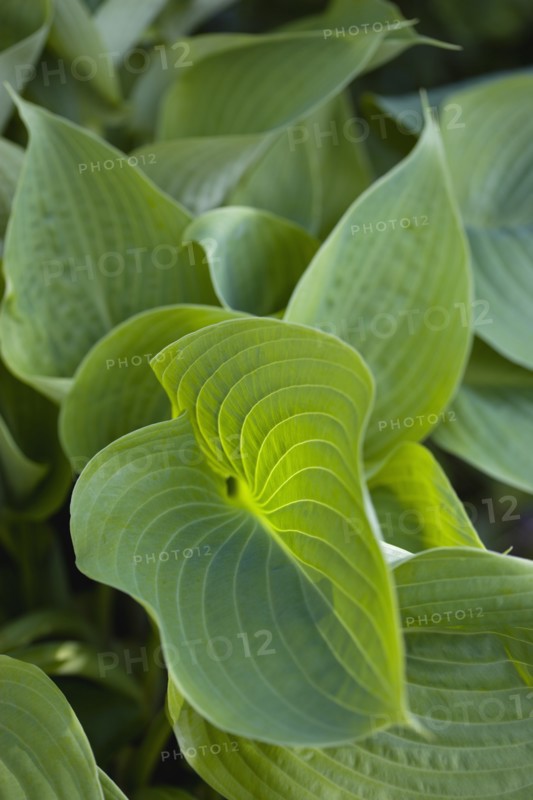 Hosta 'Sum And Substance', Plantain lily