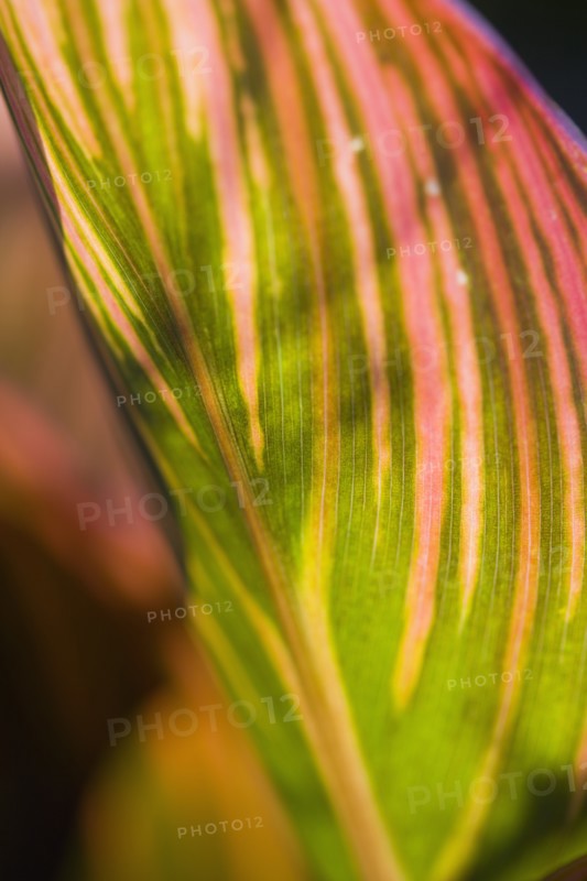 Canna 'Tropicanna'