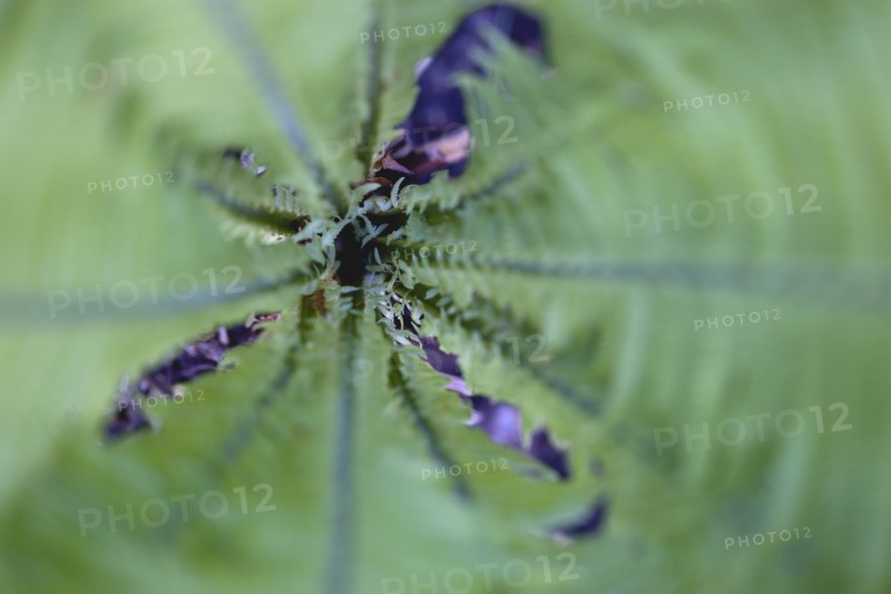 Matteuccia struthiopteris, 'Shuttlecock' fern