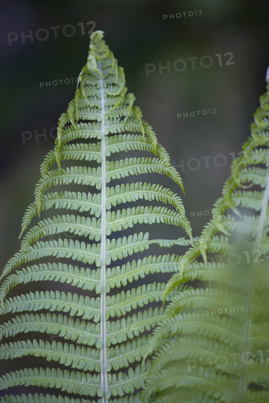 Dryopteris filix-mas, Male fern