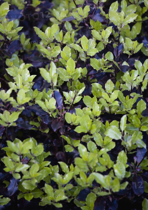 Pittosporum tenuifolium, Tawhiwhi 'Tom Thumb'