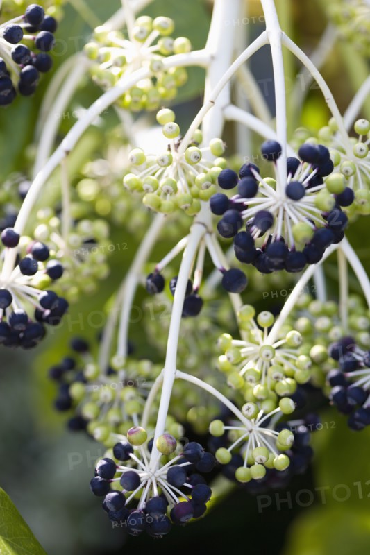 Fatsia Japonica, Japanese aralia