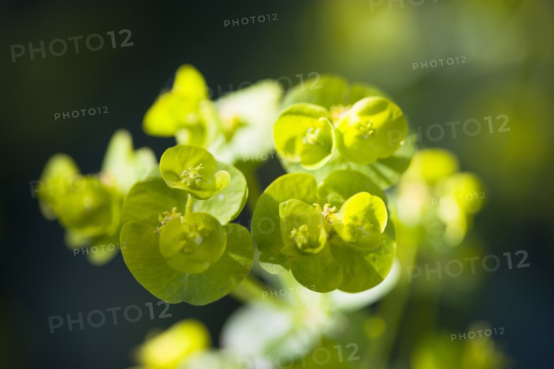 Euphorbia amygdaloides robbiae, Wood spurge