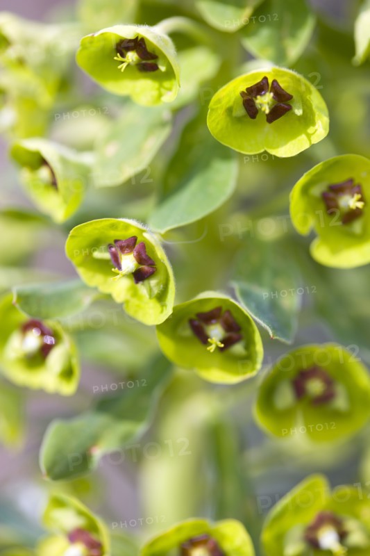 Euphorbia amygdaloides robbiae, Wood spurge