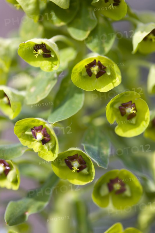 Euphorbia amygdaloides robbiae, Wood spurge