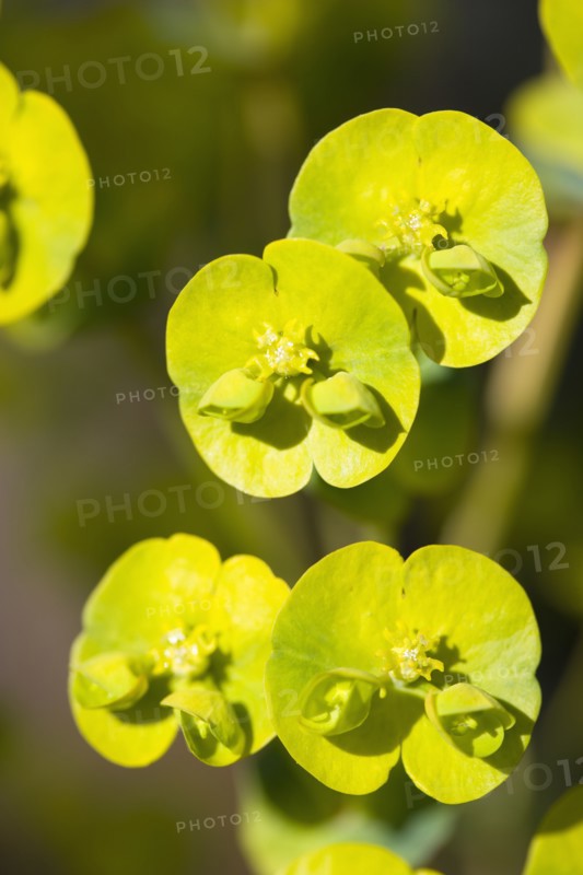 Euphorbia amygdaloides robbiae, Wood spurge