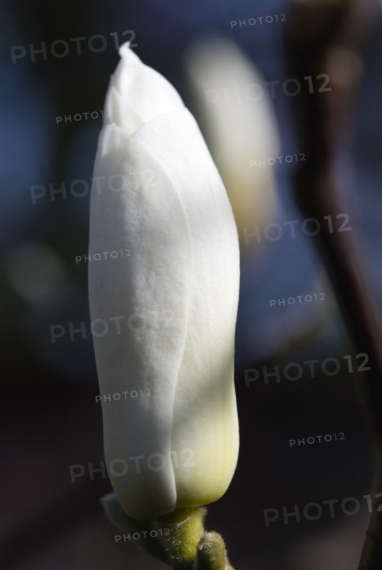 Magnolia × soulangeana 'Alba Superba', Magnolia tree