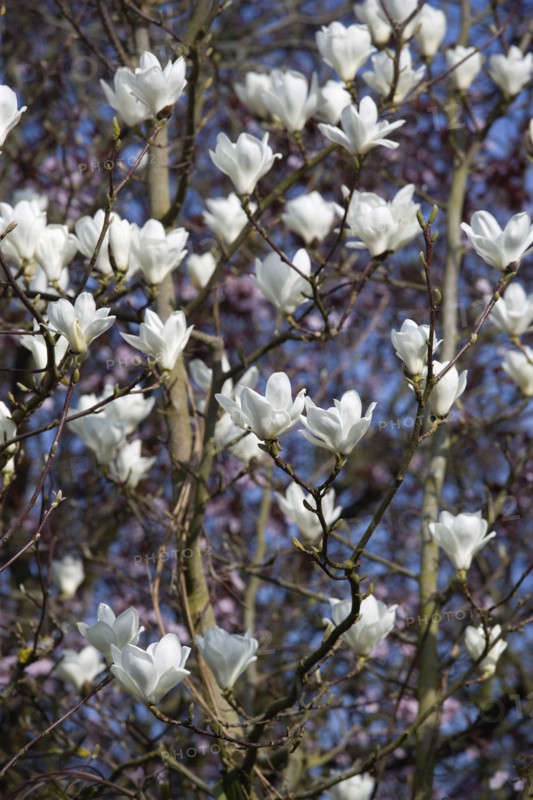 Magnolia × soulangeana 'Alba Superba', Magnolia tree