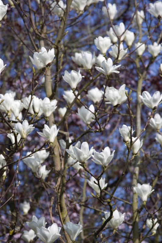 Magnolia × soulangeana 'Alba Superba', Magnolia tree