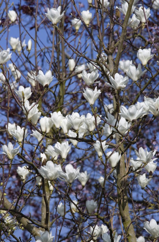 Magnolia × soulangeana 'Alba Superba', Magnolia tree