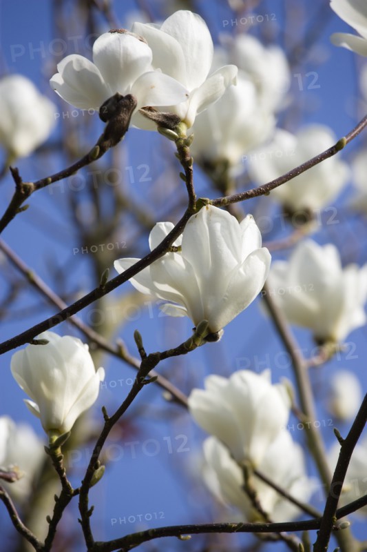 Magnolia × soulangeana 'Alba Superba', Magnolia tree