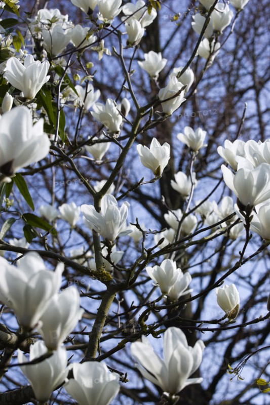 Magnolia × soulangeana 'Alba Superba', Magnolia tree