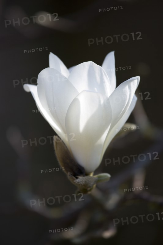 Magnolia × soulangeana 'Alba Superba', Magnolia tree
