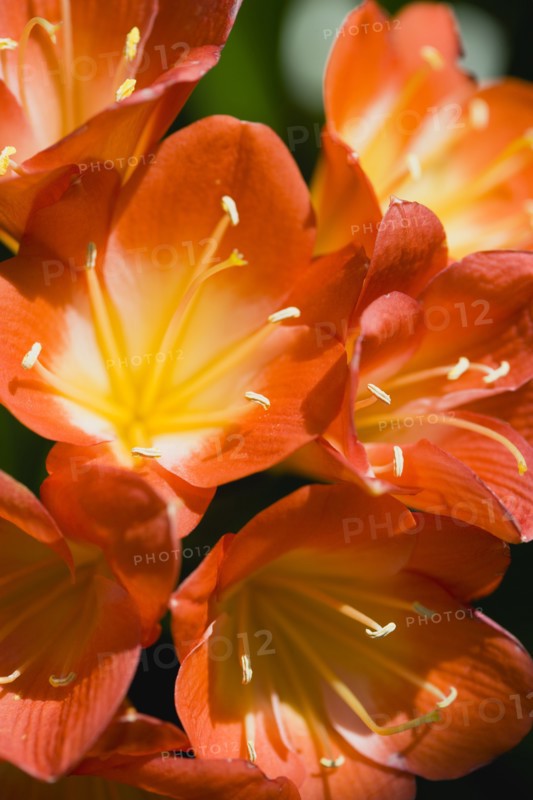 Clivia miniata, Natal lily