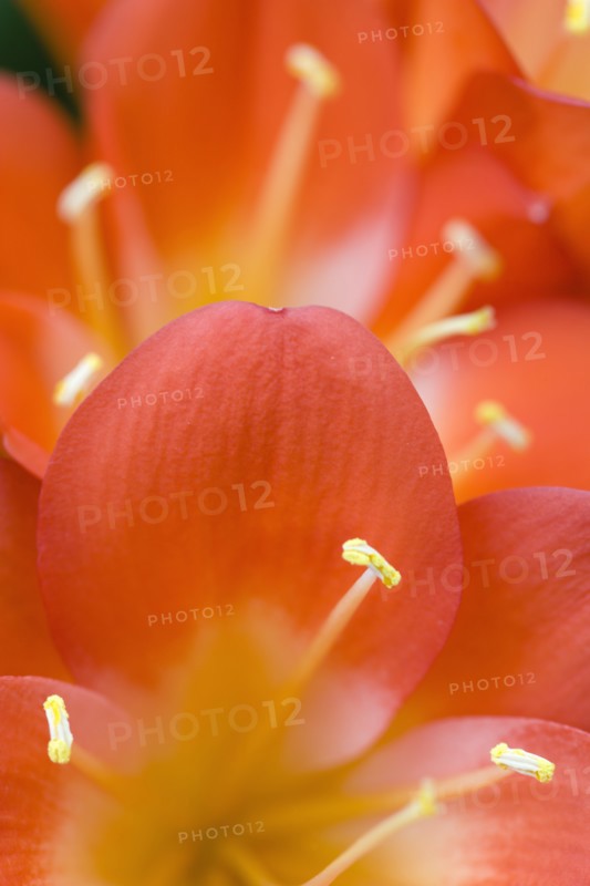 Clivia miniata, Natal lily