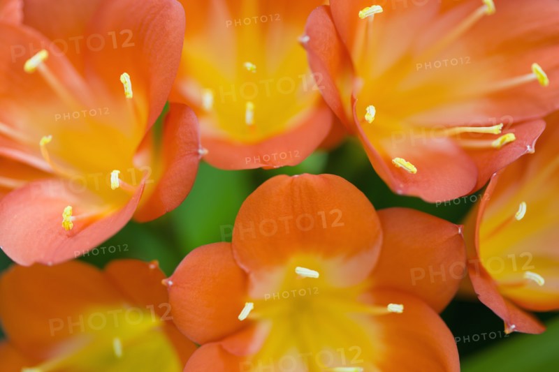 Clivia miniata, Natal lily