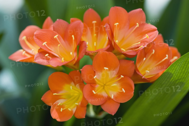 Clivia miniata, Natal lily