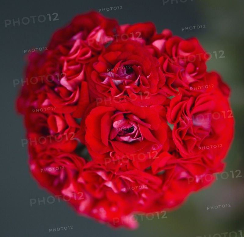 Pelargonium, Geranium