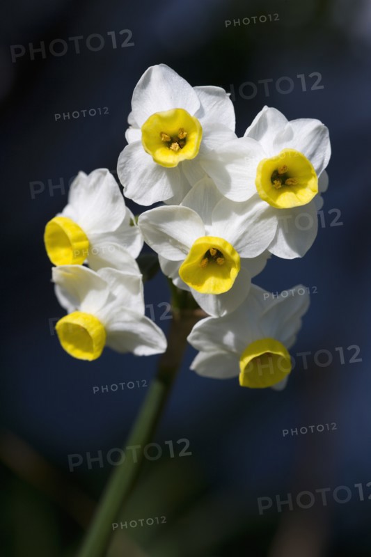 Narcissus, Bunch flowering daffodil