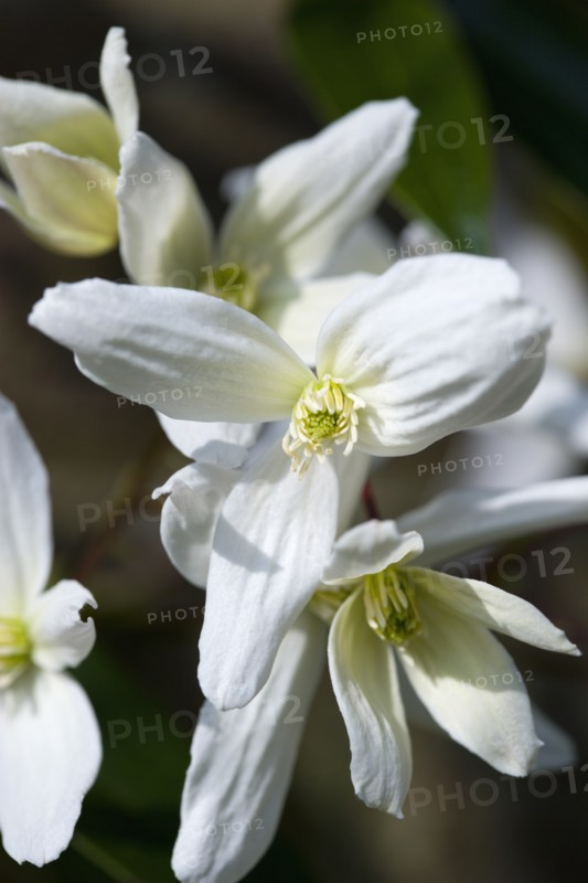 Clematis armandii, Armand clematis