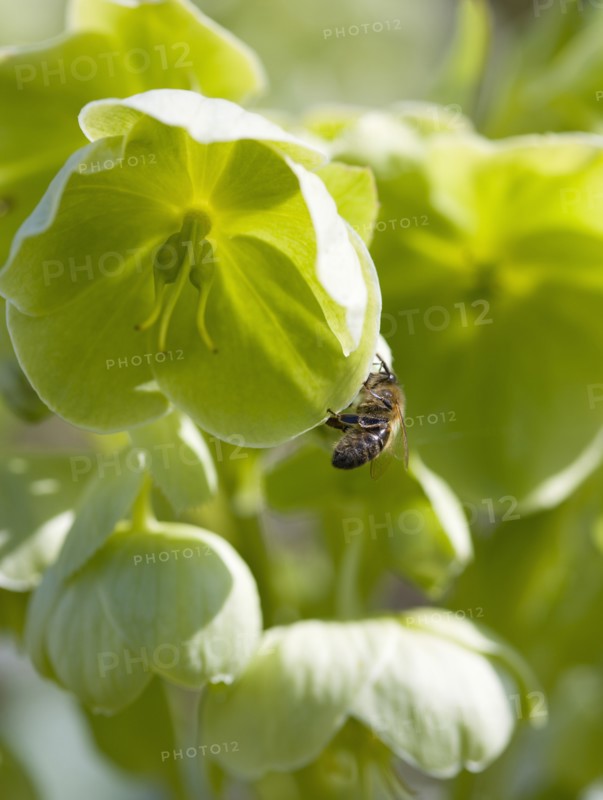 Helleborus, Hellebore, Lenten rose