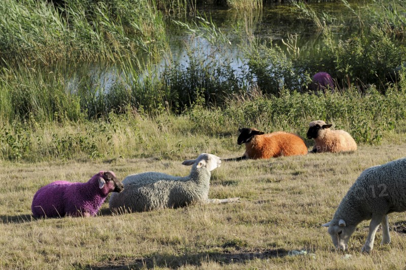England, Suffolk, Southwold, Latitude Festival Dyed sheep beside the lake. Photo : Bob Battersby