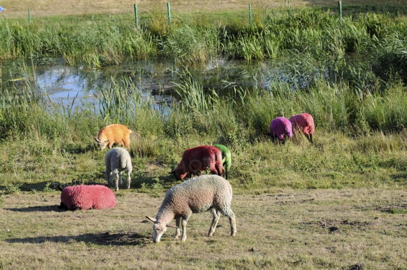 England, Suffolk, Southwold, Latitude Festival Dyed sheep beside the lake. Photo : Bob Battersby