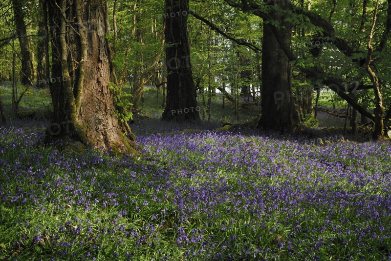 Ireland, County Roscommon, Boyle, Lough Key forest park field of bluebells. Photo : Hugh Rooney