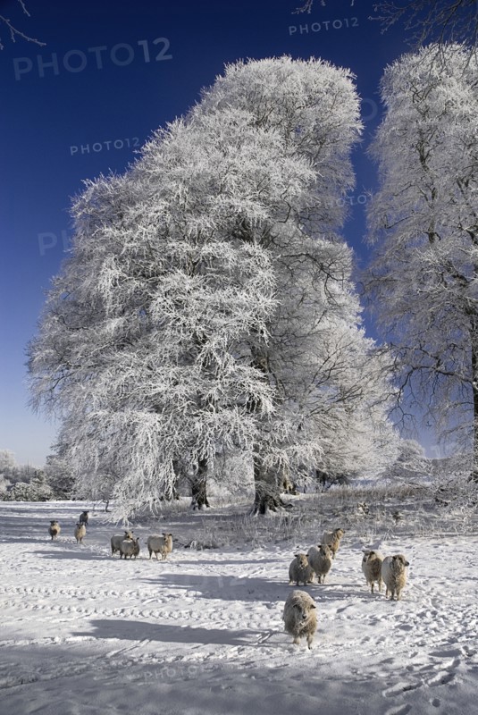 Ireland, County Sligo, Markree, Castle grounds sheep with frost covered tree. Photo : Hugh Rooney