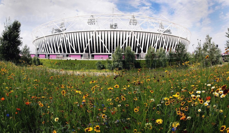 England, London, Stratford Olympic Stadium Naturalistic meadow planting using per-annual plants from around the world. Photo : Sean Aidan