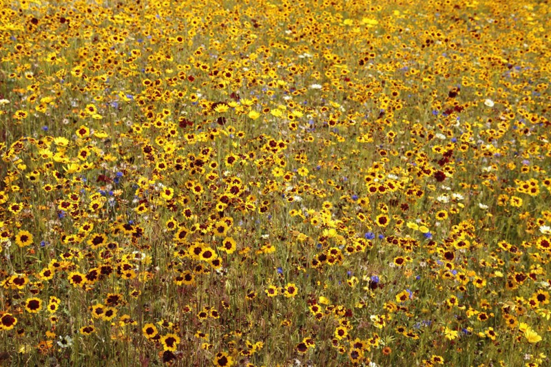 England, London, Stratford Olympic Park Naturalistic meadow planting using per-annual plants from around the world. Photo : Sean Aidan