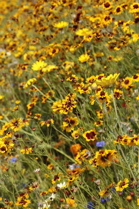 England, London, Stratford Olympic Park Naturalistic meadow planting using per-annual plants from around the world. Photo : Sean Aidan