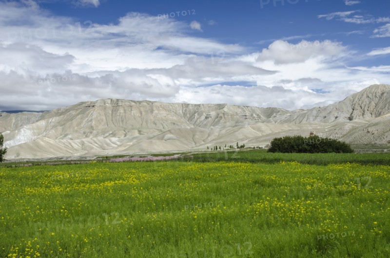 Nepal, Upper Mustang, Lo Manthang, Green fields under the blue sky. Photo : Sergey Orlov